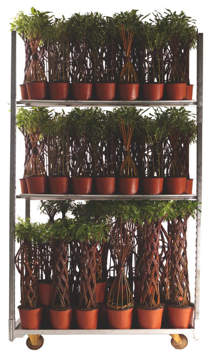Salix i sorter - Mix