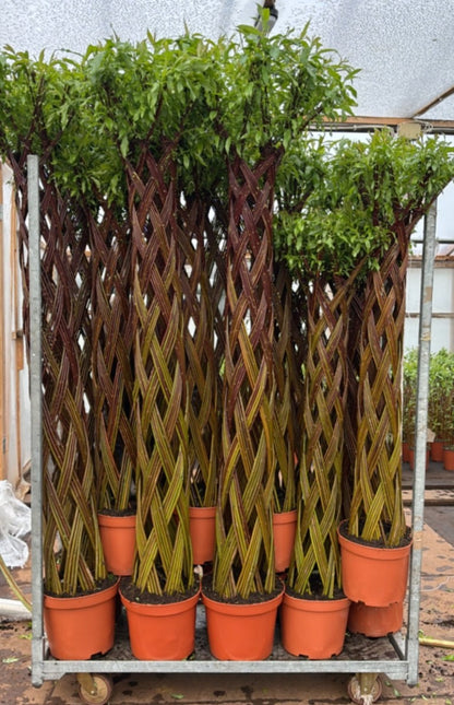 Salix i olika sorter - MIX CC 2