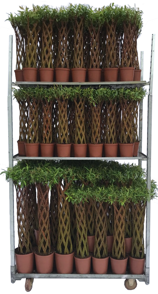 Vide in cultivars - MIX CC