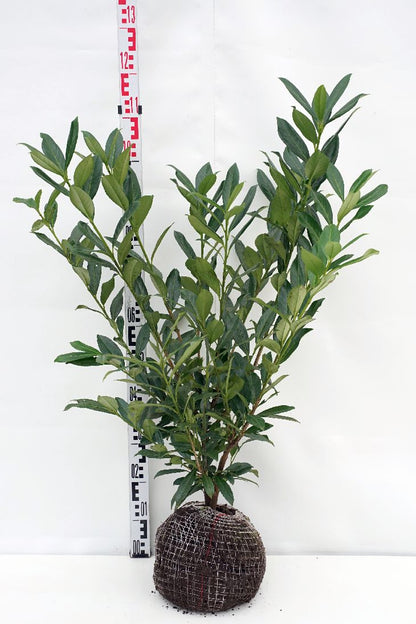 Lagerhägg Prunus laurocerasus &