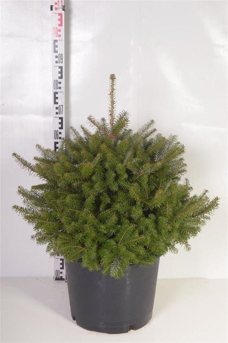 Abies koreana 'Molli'