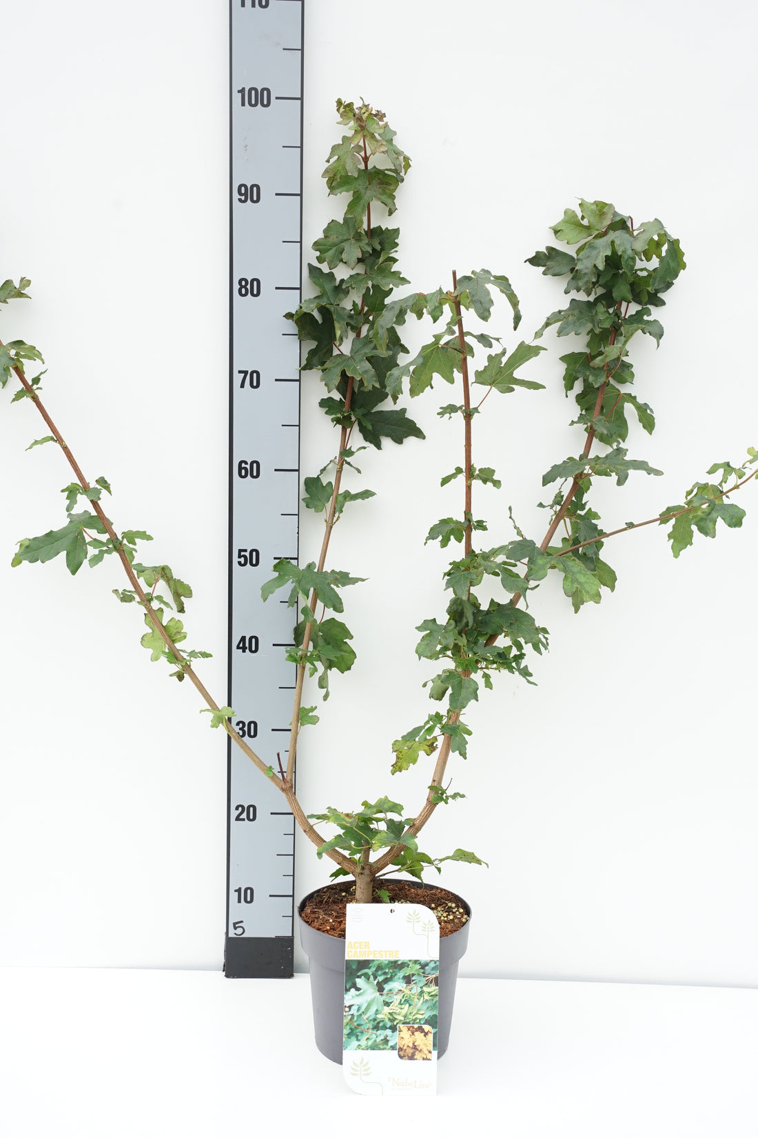Lönn campestre - C3/P19 40-60 CM
