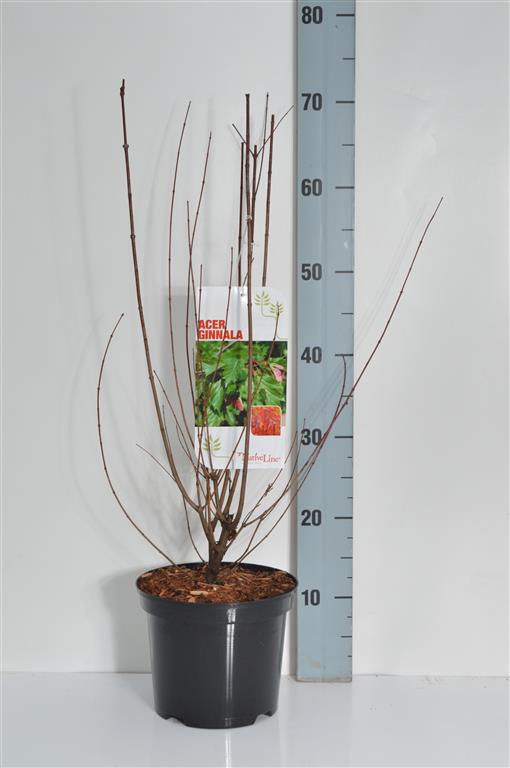 Lönn ginnala - C3/P19 40-60 CM