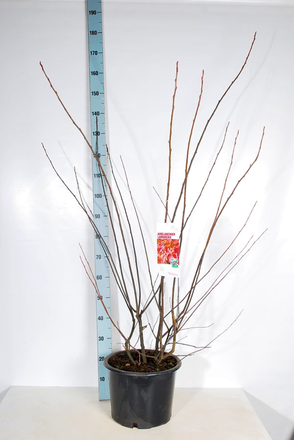 Häggmispel lamarckii - C20 125-150 CM