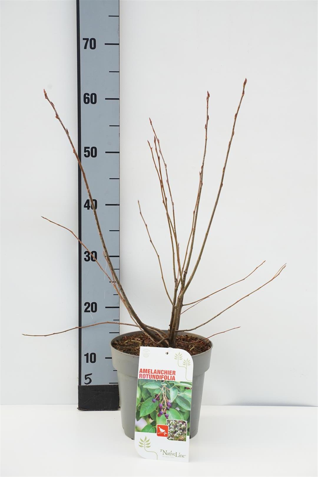 Häggmispel rotundifolia - C3/P19 40-60 CM