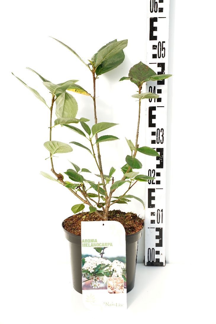 Aronia melanocarpa - C3/P19 40-60 CM