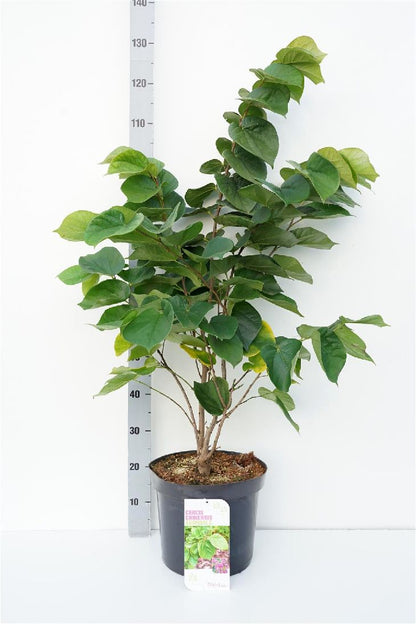 Cercis chinensis &
