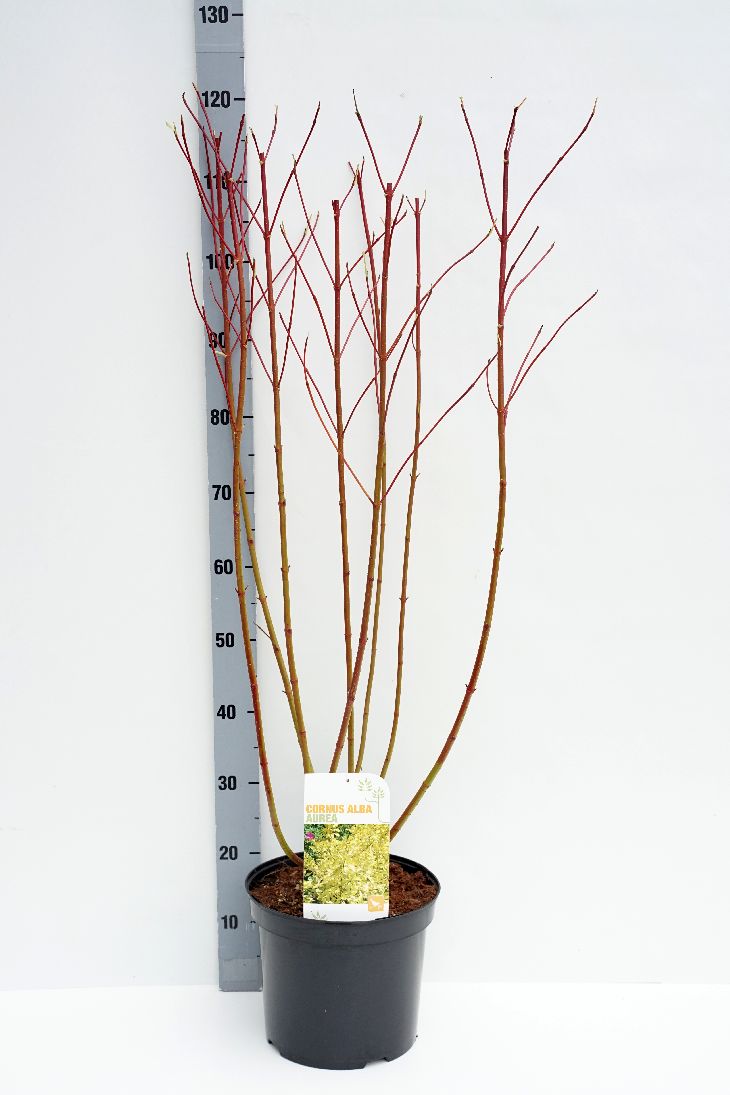 Cornus alba &