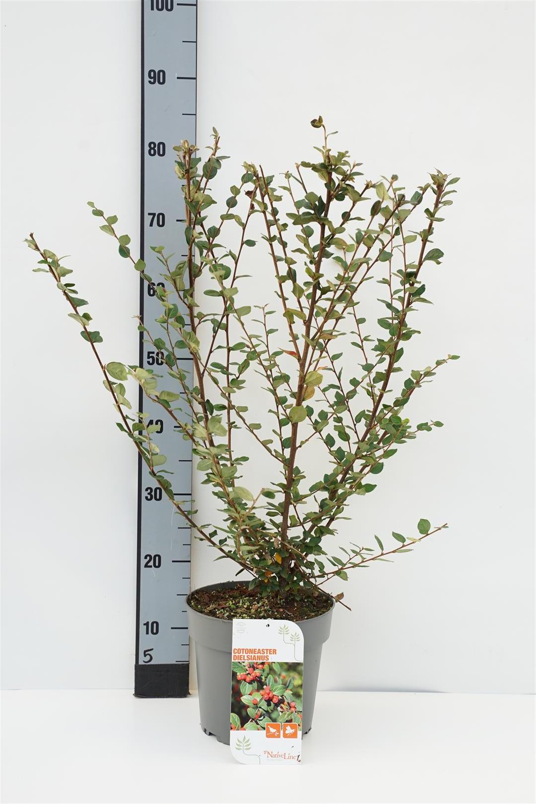 Oxbär dielsianus - C5/P23 50-60 CM