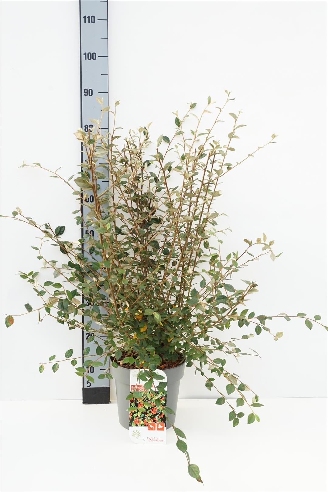 Oxbär franchetii - C5/P23 50-60 CM