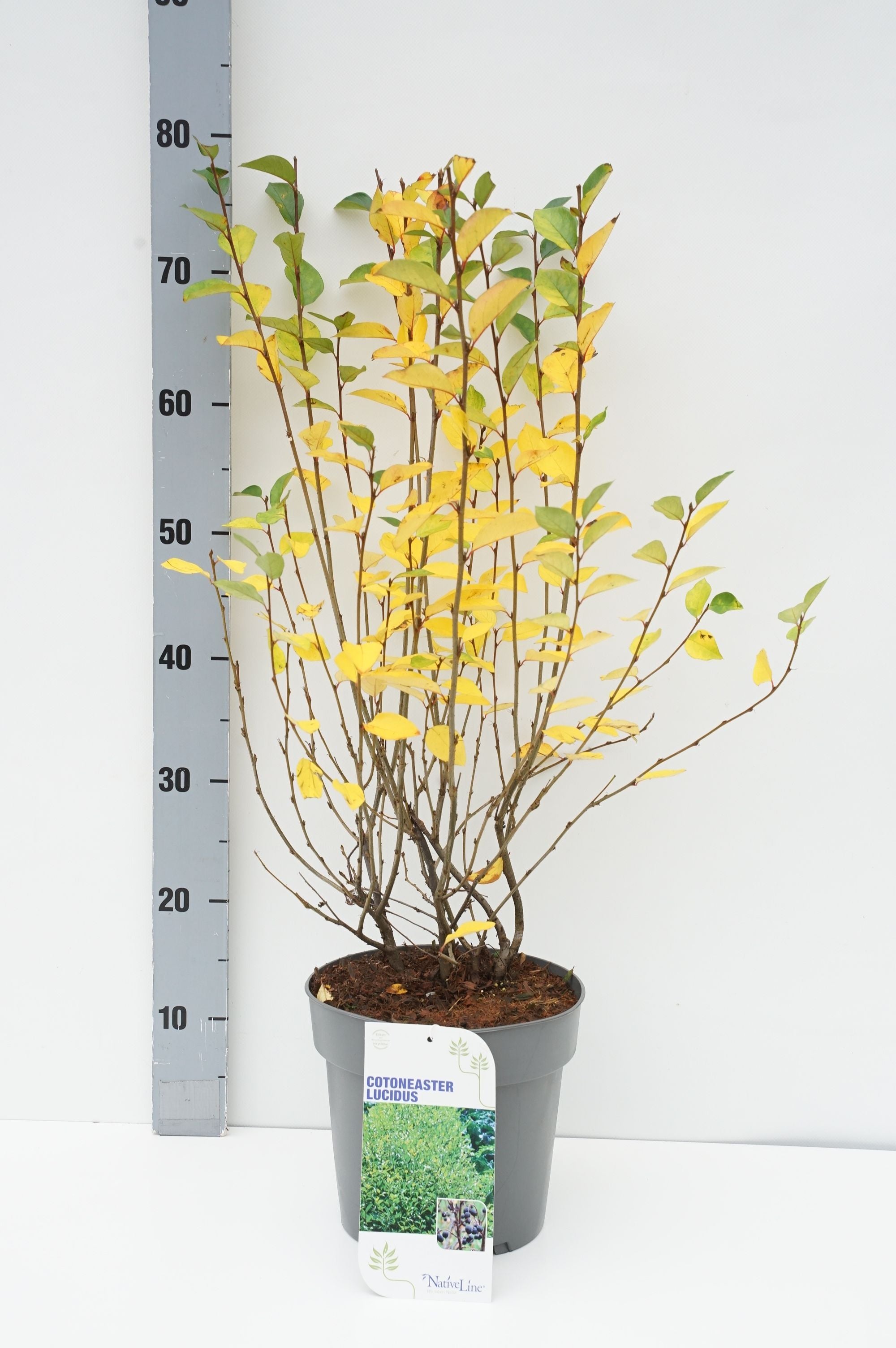 Oxbär lucidus - C5/P23 50-60 CM