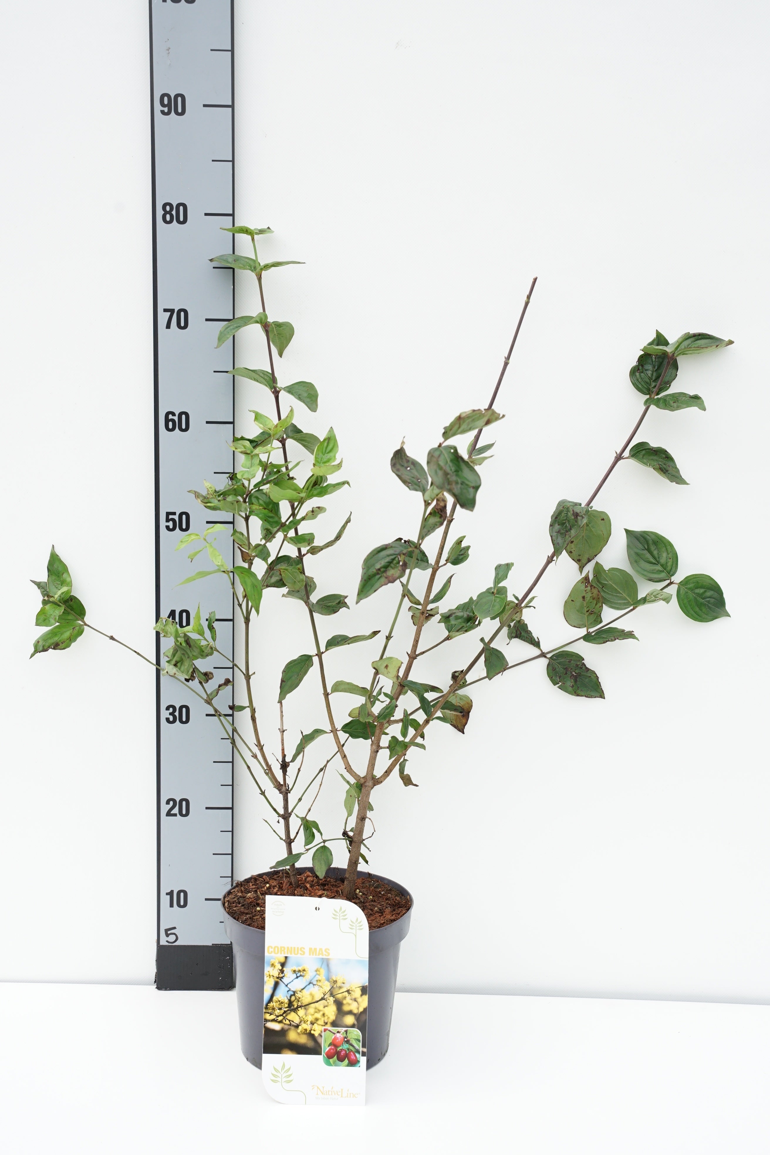 Kornell mas - C3/P19 40-60 CM