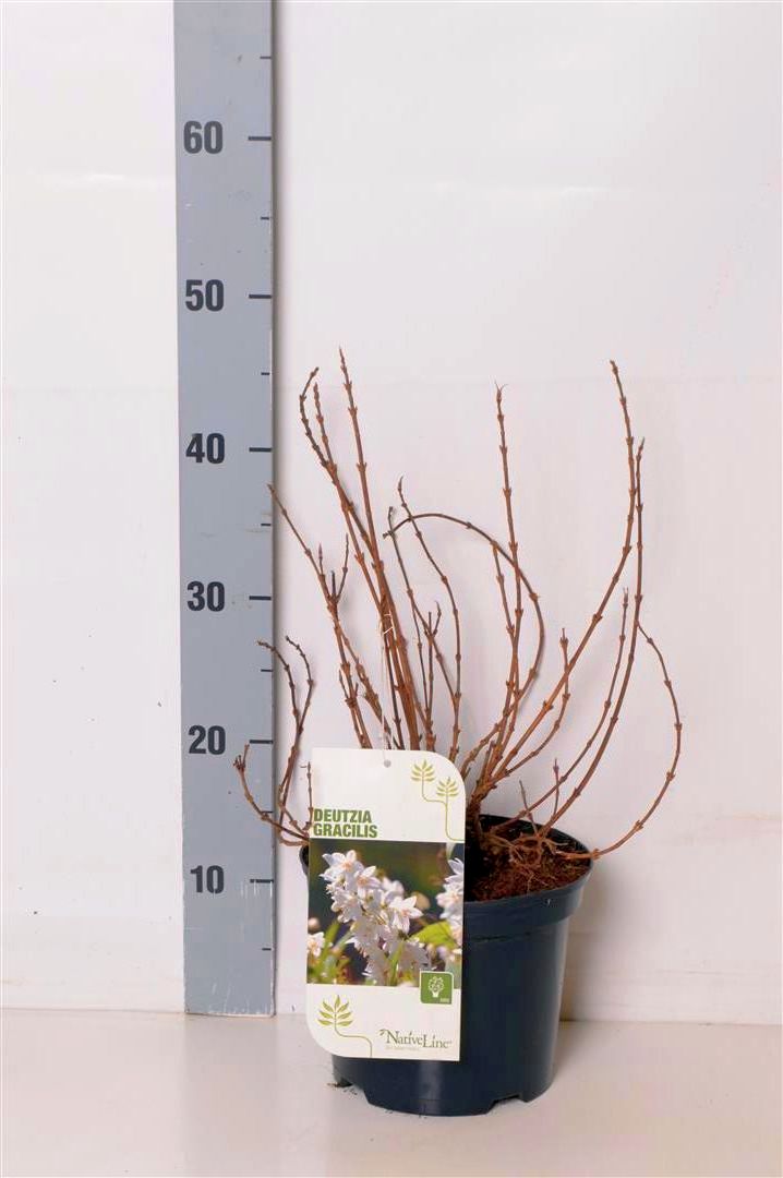 Deutzia gracilis C2 (2 liters kruka) 20-30 cm