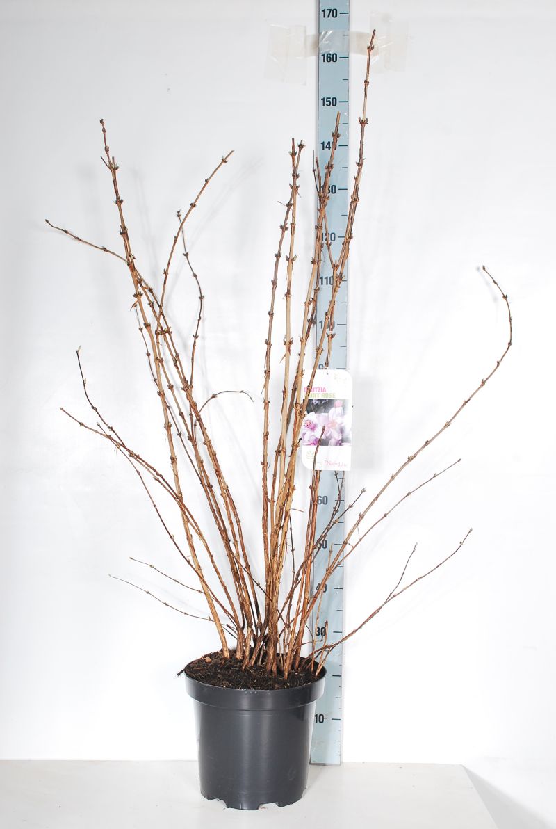 Deutzia hybrida &