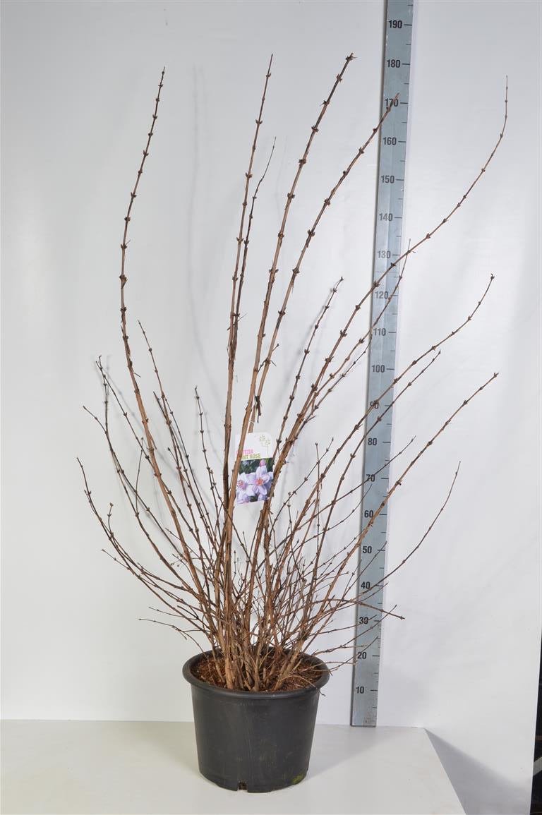Deutzia hybrida &