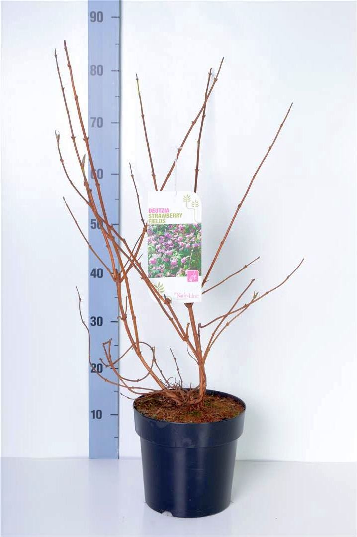 Deutzia hybrida &