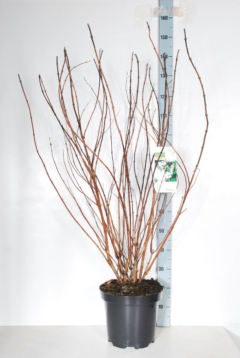 Deutzia scabra &