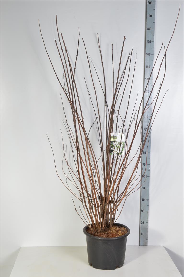 Deutzia scabra &