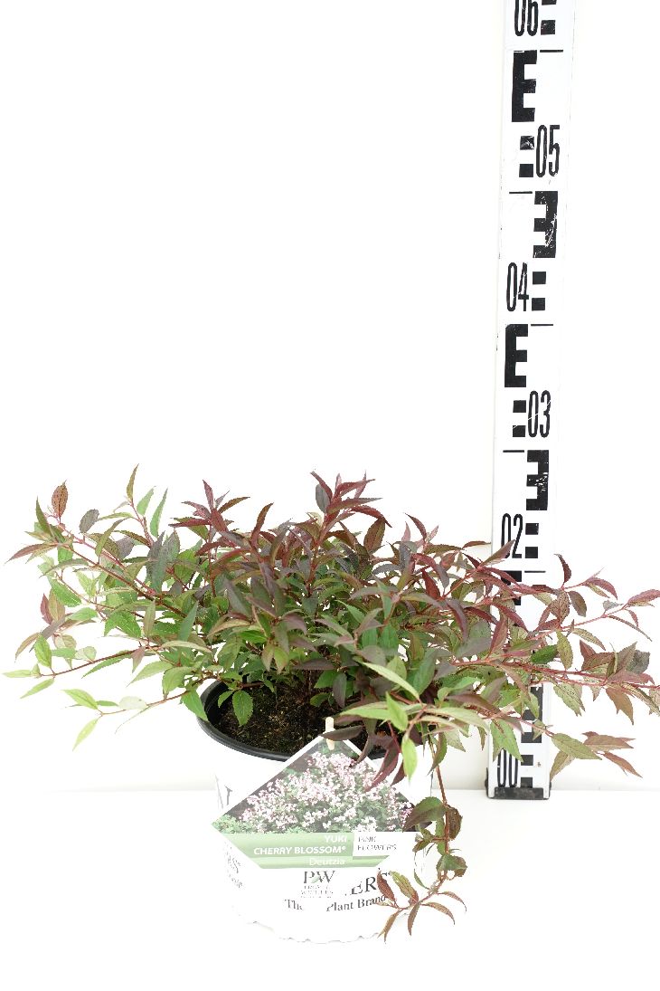 Deutzia Yuki &