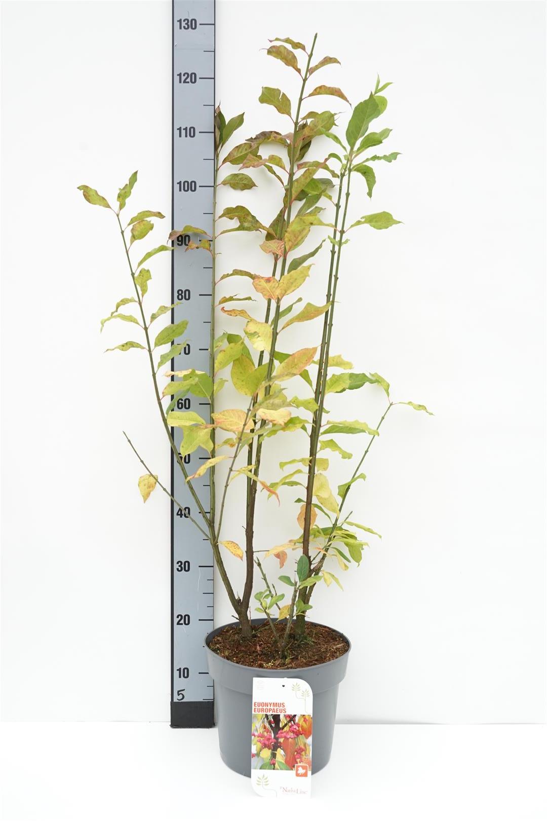 Euonymus europaeus 200-225 cm rotklump