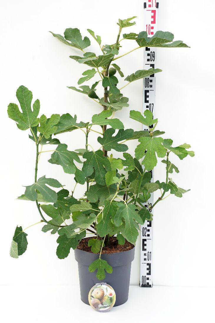 Fikon carica &
