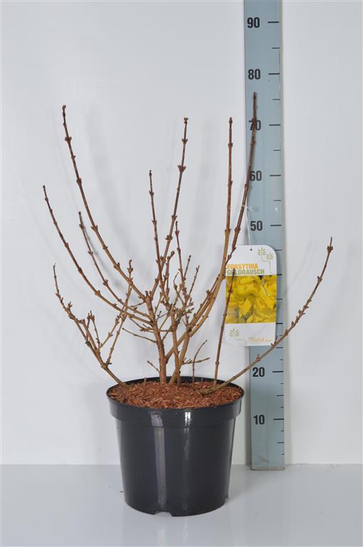 Forsythia int. &