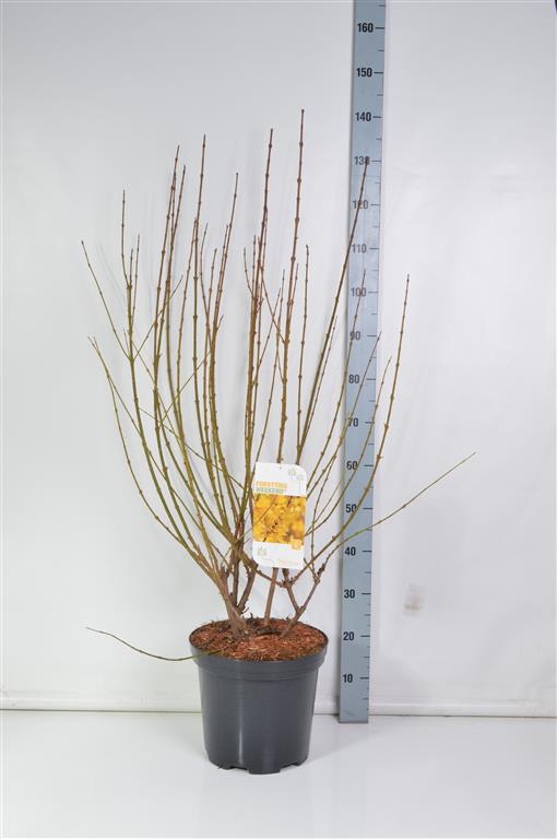 Forsythia int. &