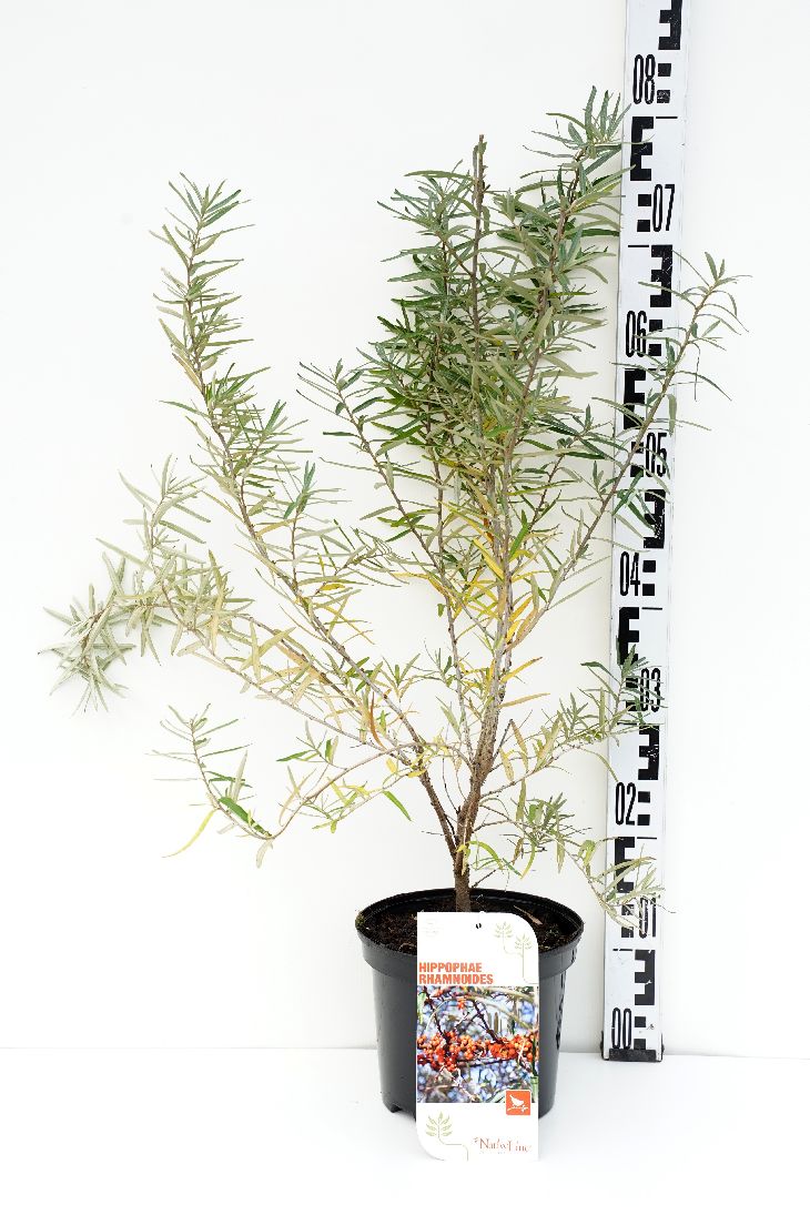 Hippophae rhamnoides C2 (2 liters kruka) 60-80 cm