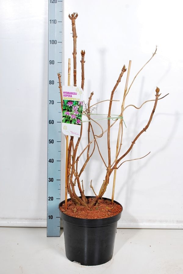 Hortensia asp. &