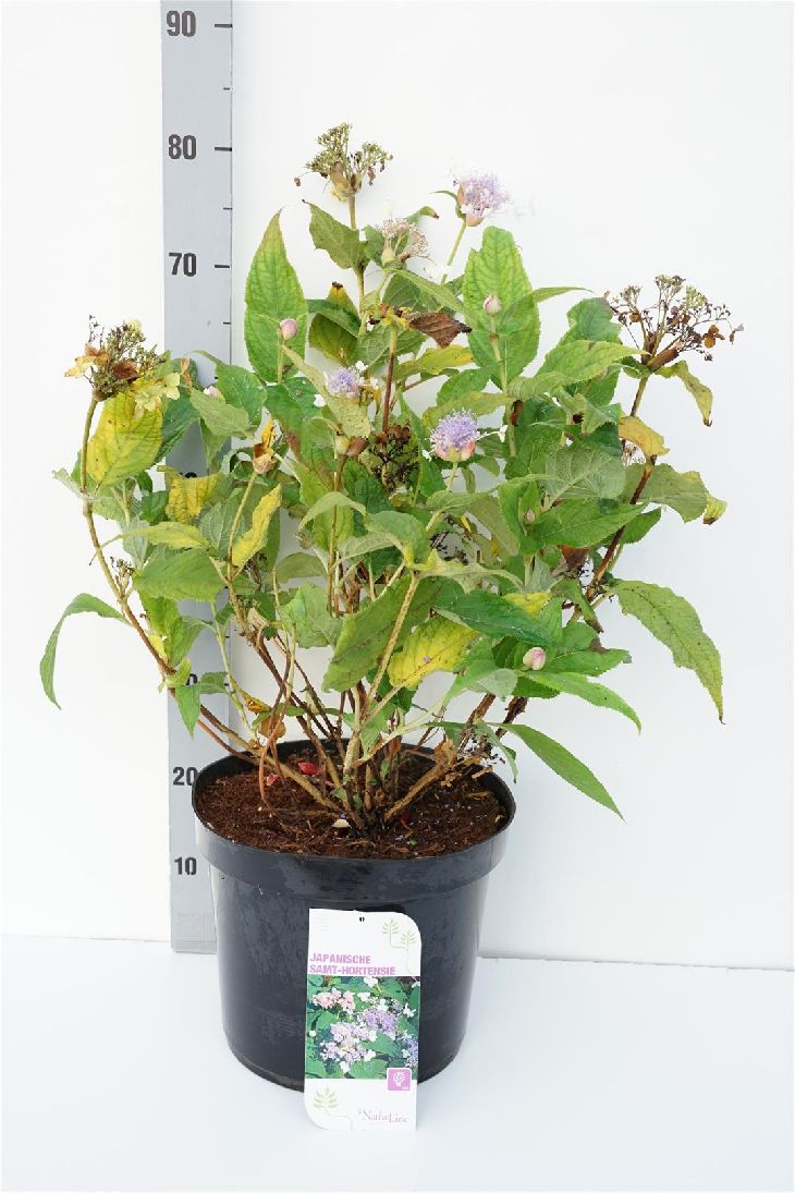 Hydrangea involucrata C7,5 (7,5 liters kruka) 50-60 cm