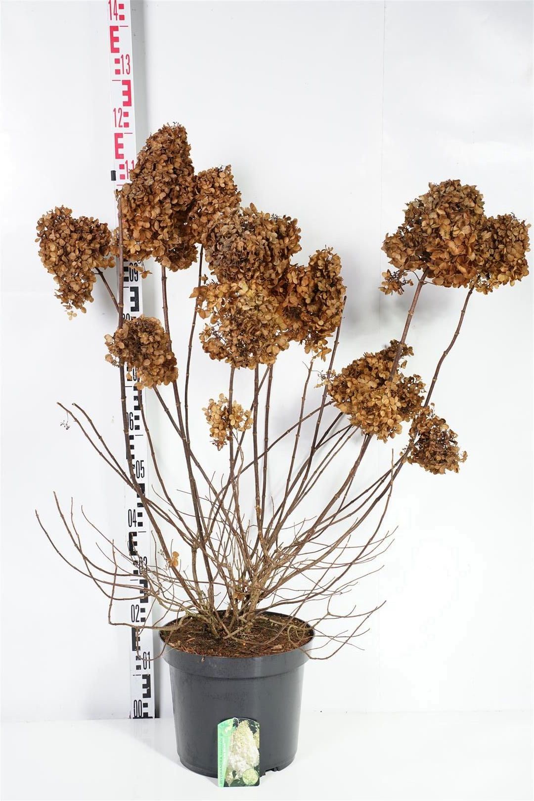 Hortensia pan. &