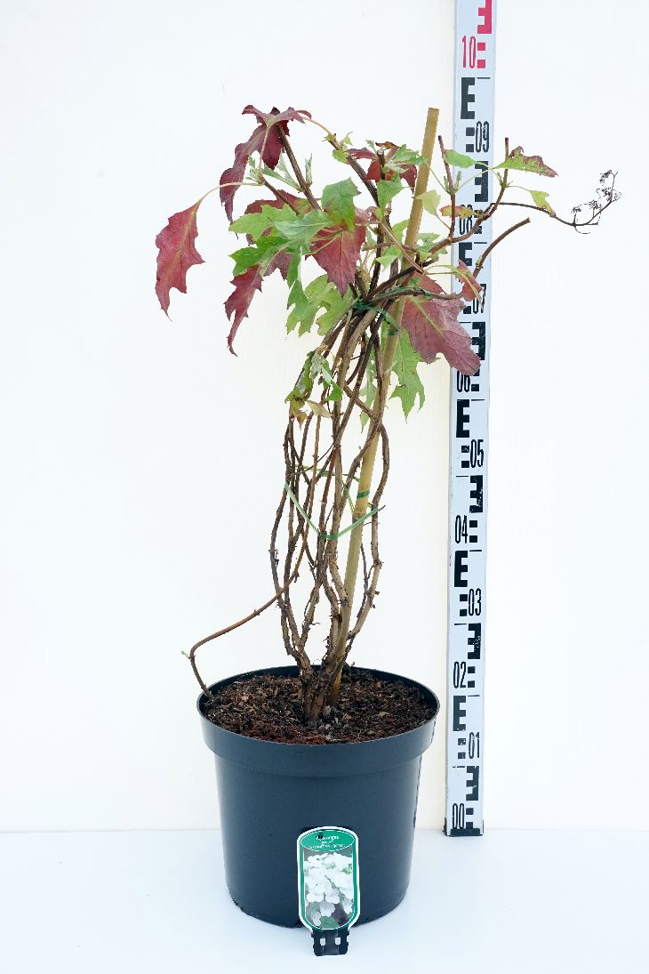 Hortensia querc. &
