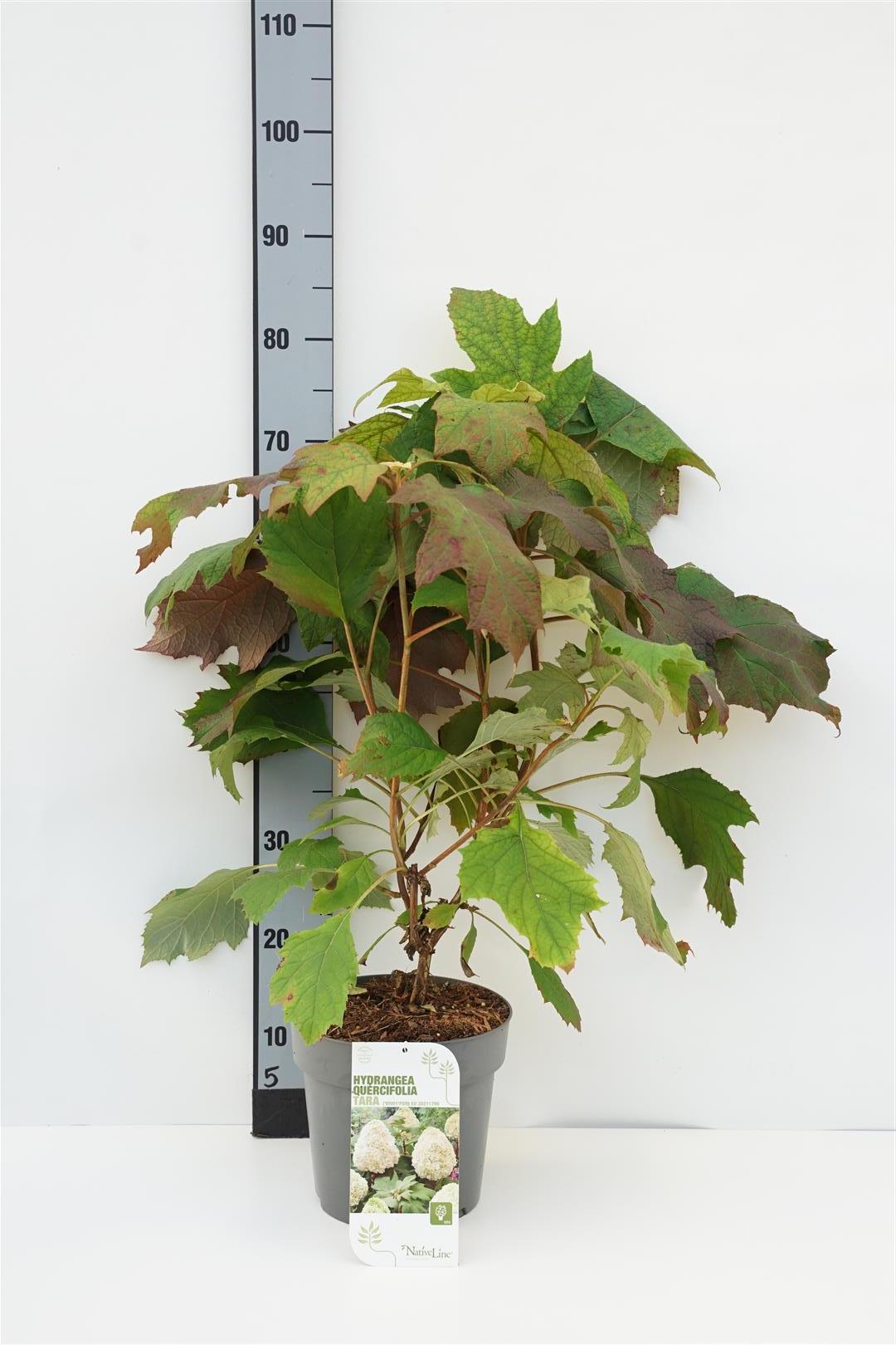 Hydrangea querc. &