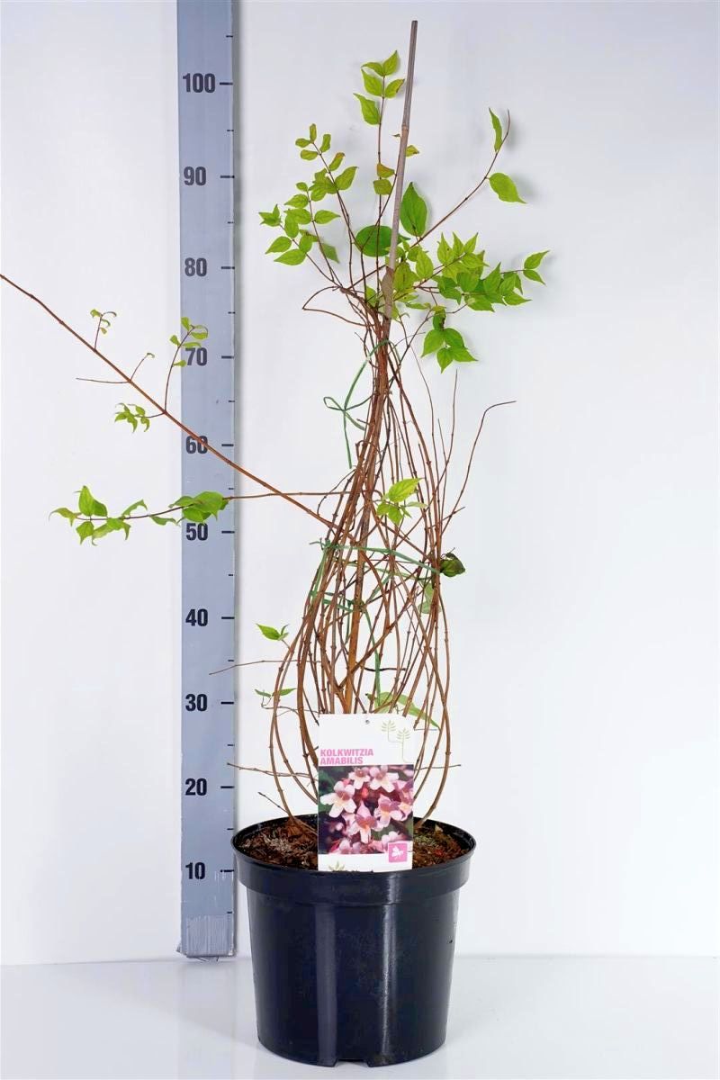 Paradisbuske amabilis - C7,5/P26 80-100 CM