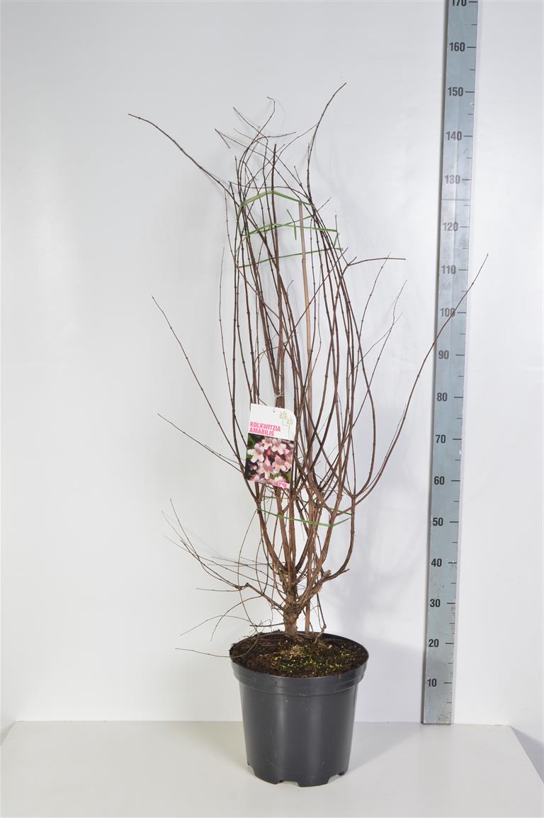 Kolkwitzia amabilis 60-80 cm C7 (7 liters kruka)