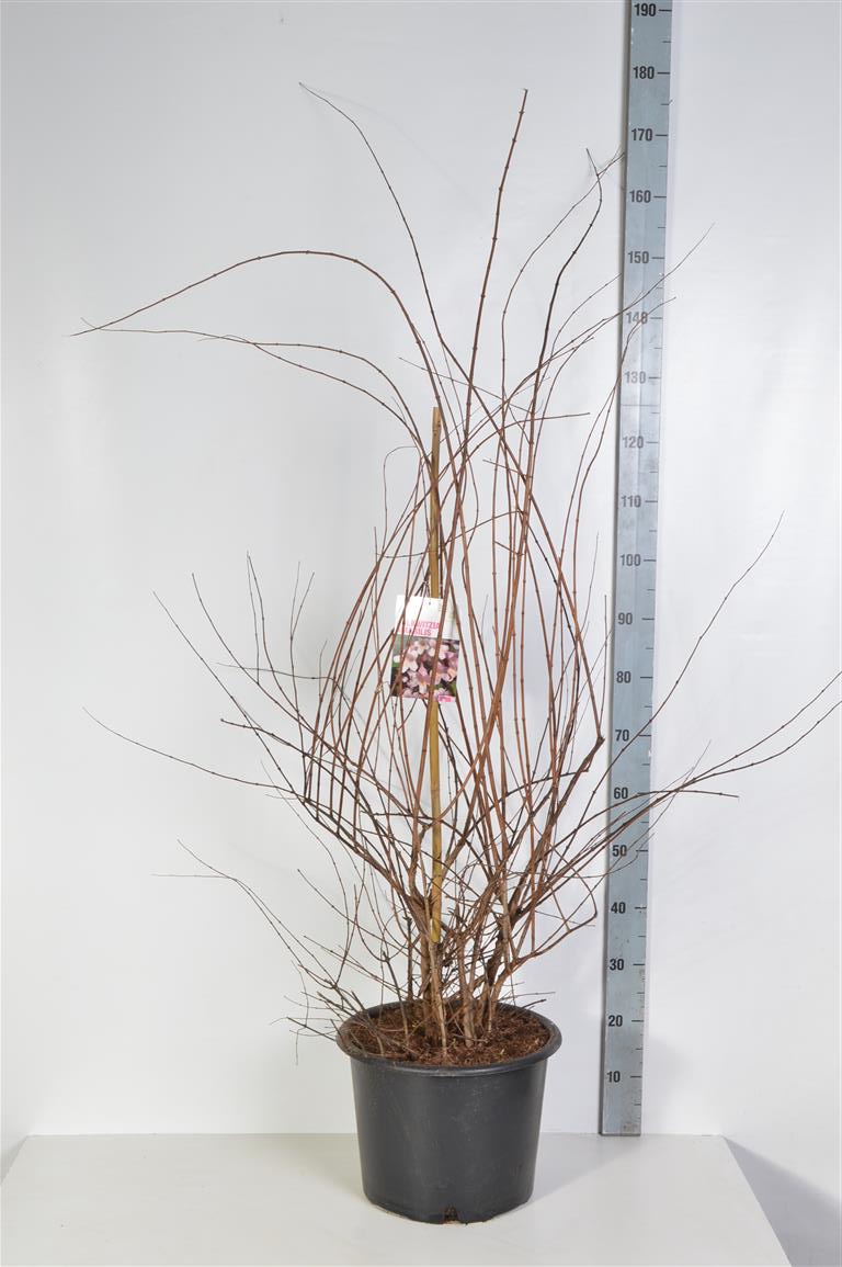 Paradisbuske amabilis - C20 125-150 CM