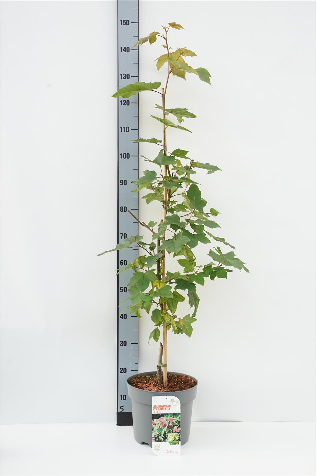 Liquidambar st. &