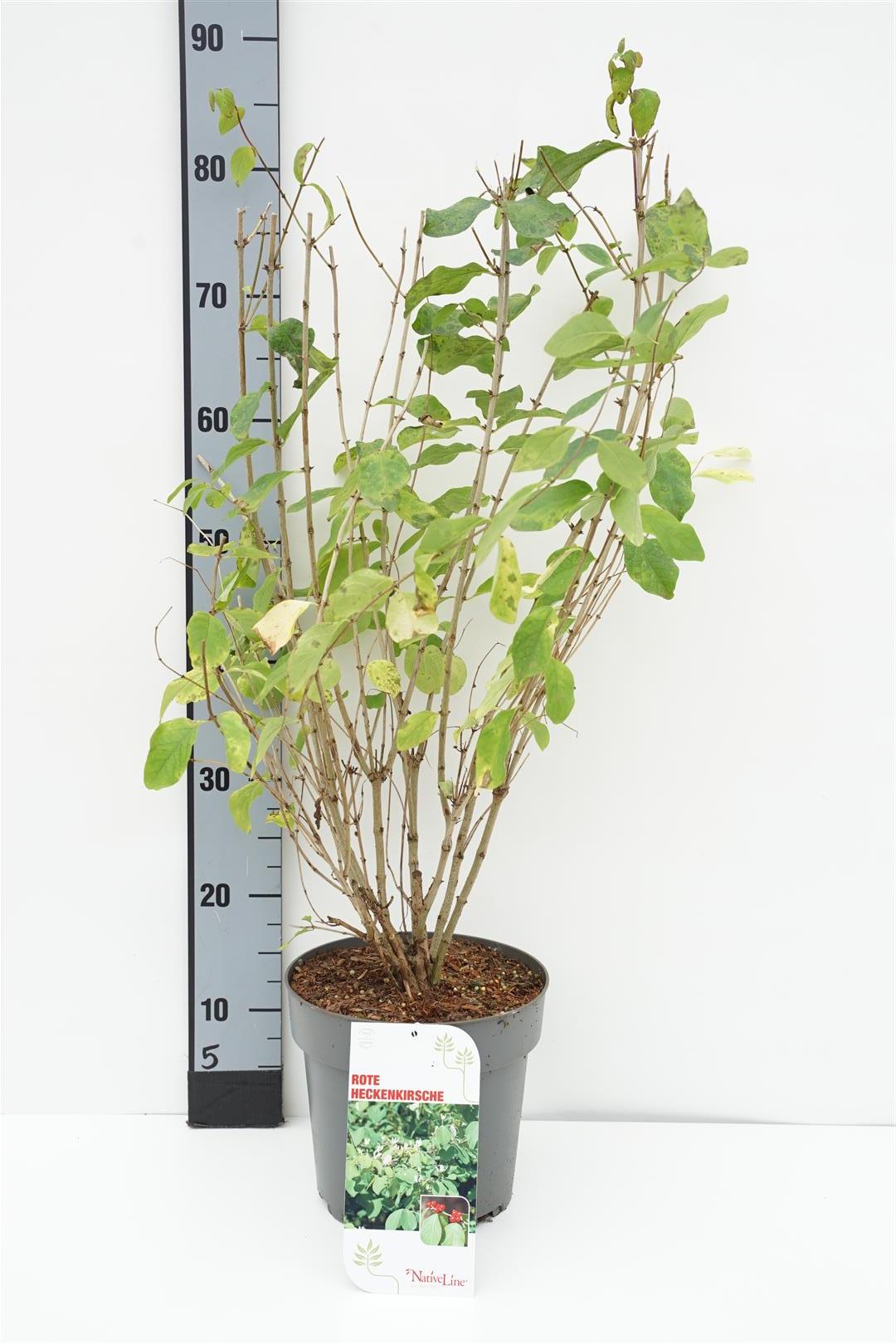Lonicera xylosteum C15 (15 liters kruka) 150-175 cm