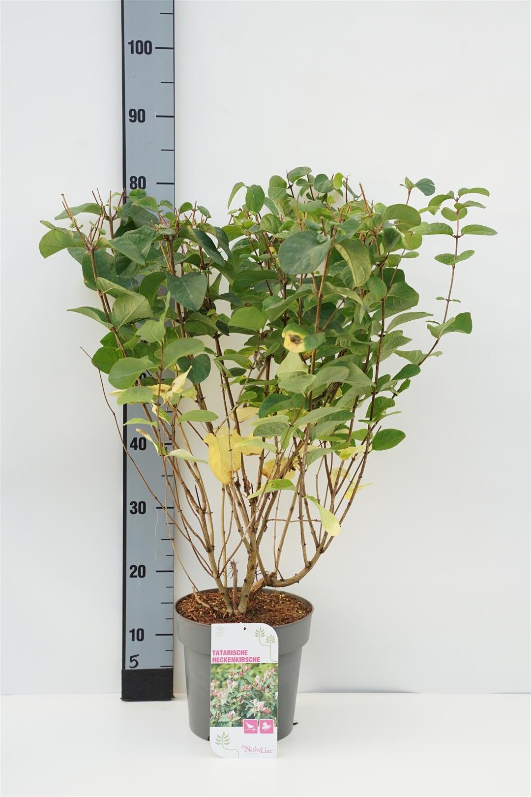 Kaprifol tatarica - C5/P23 50-60 CM