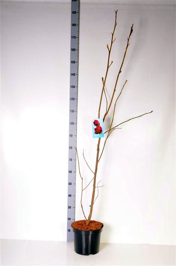 Magnolia &