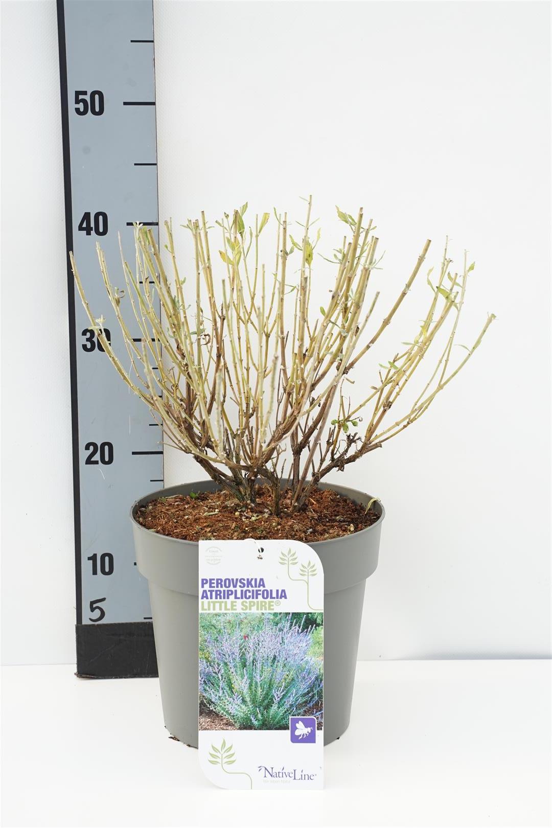 Perovskia atriplicifolia &