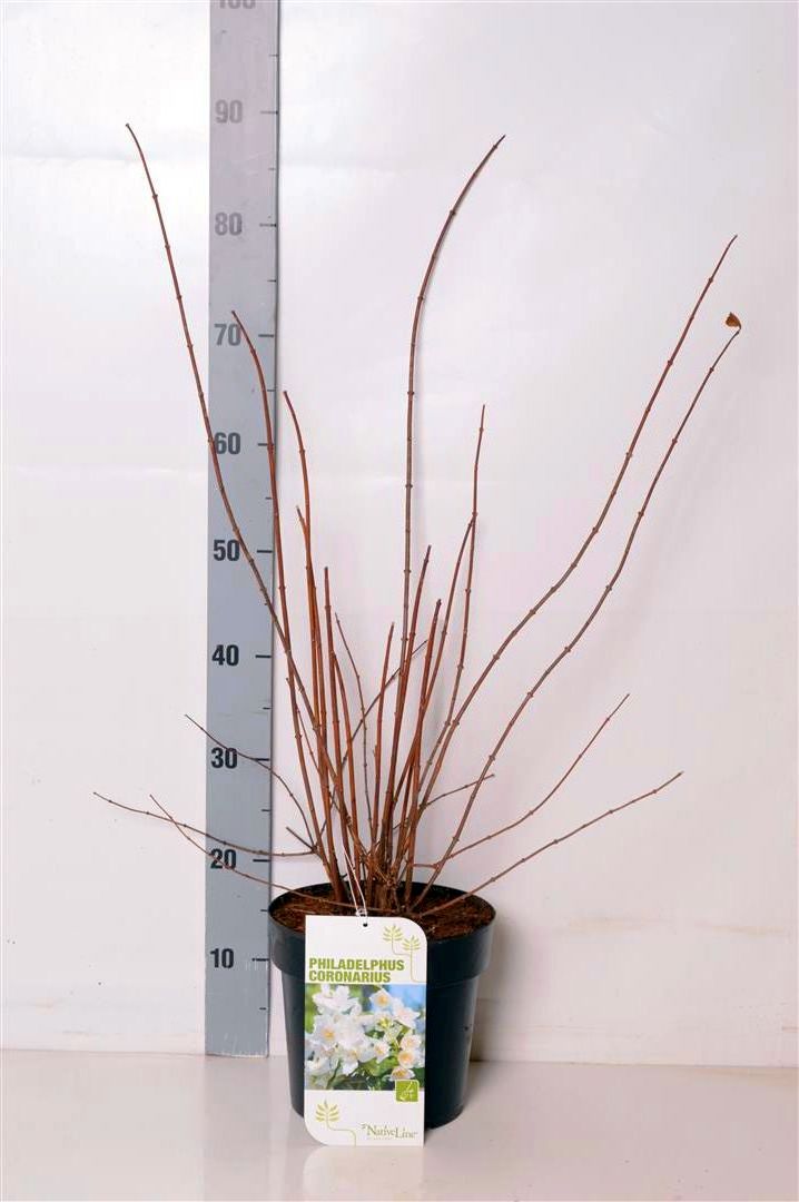Schersmin coronarius - C5/P23 50-60 CM