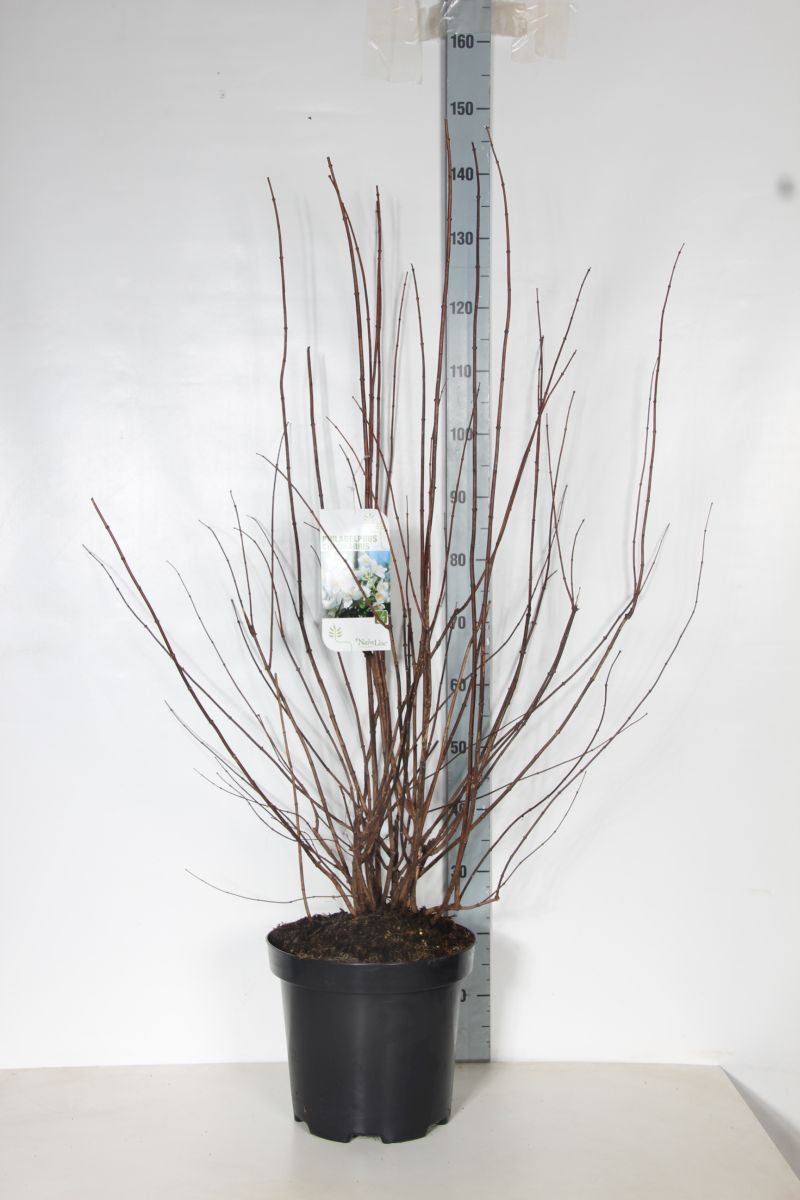 Schersmin coronarius - C12 100-125 CM