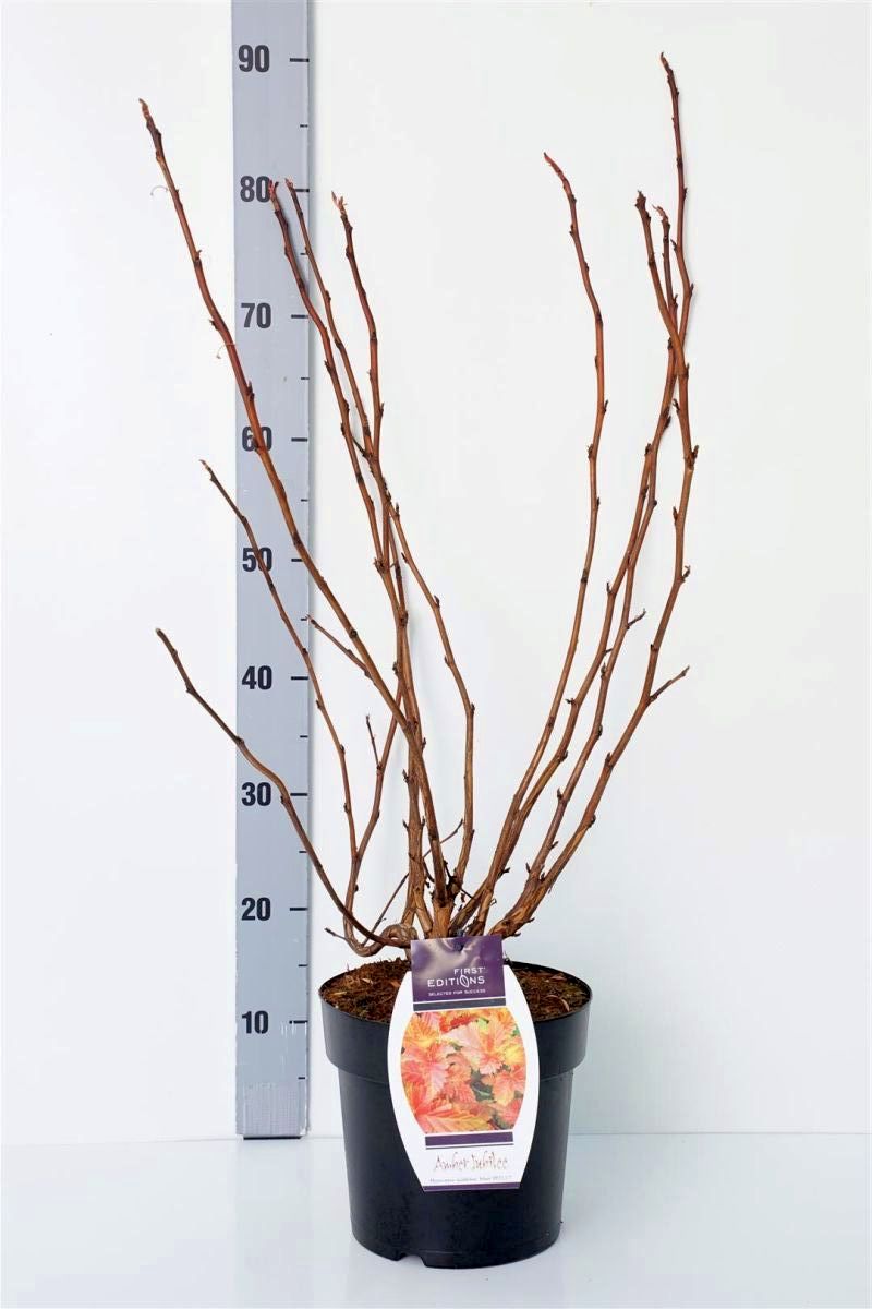 Smällspirea op. &