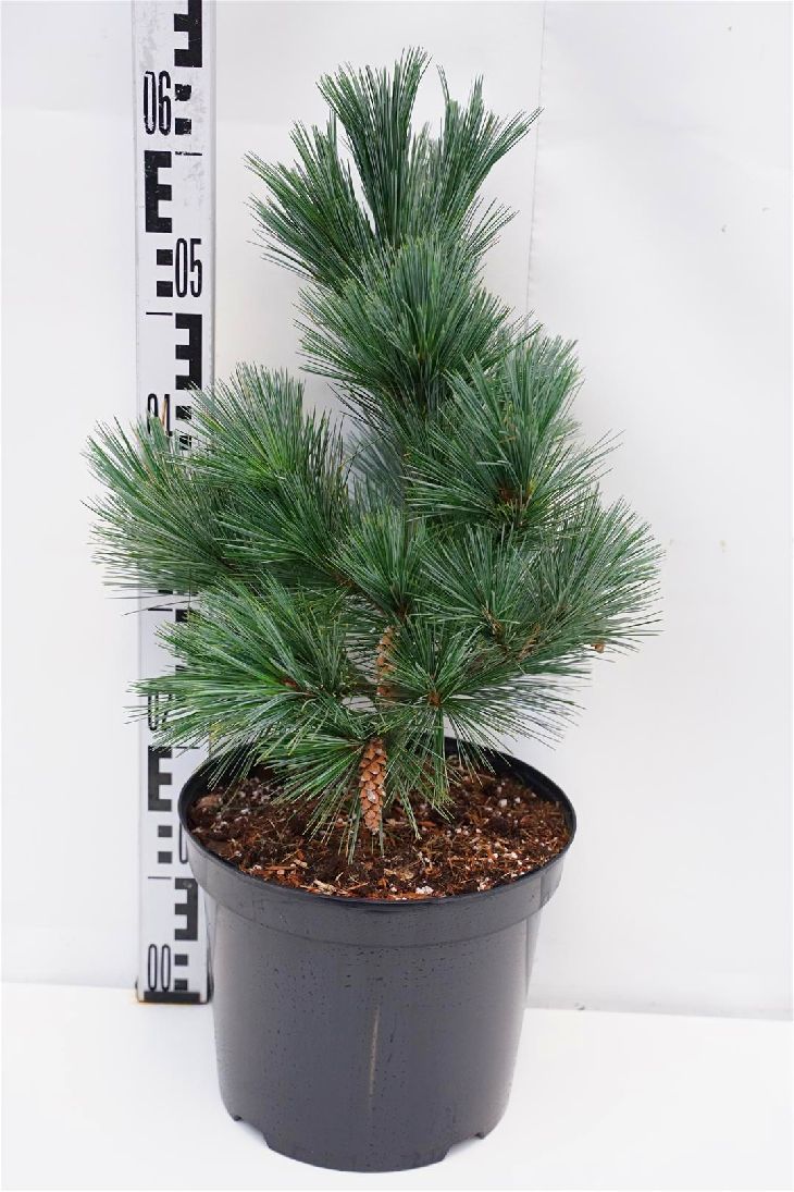 Pinus strobus &
