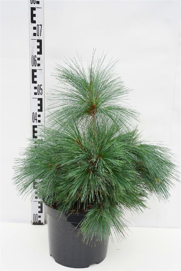 Tall schwerinii &