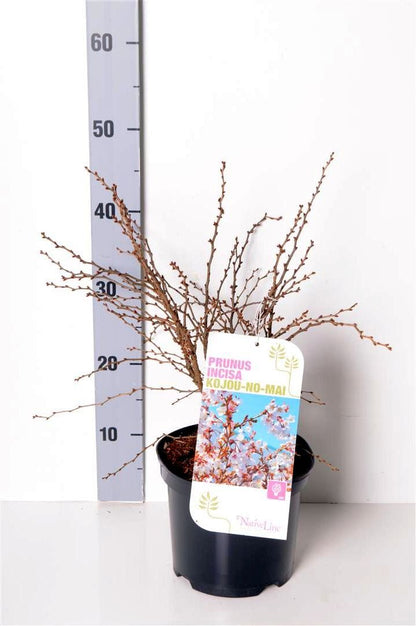 Prunus incisa &