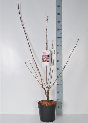 Prunus serr. 'Kanzan'