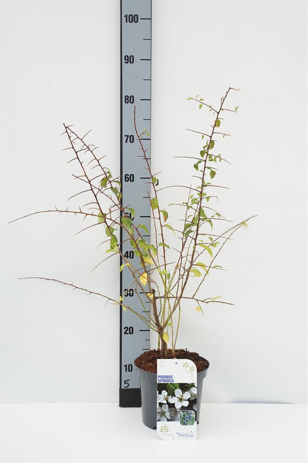 Prunus spinosa (Slån) C12 (12 liters kruka) 80-100 cm