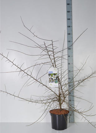 Prunus spinosa